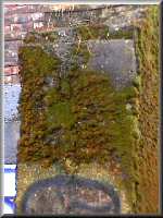 Moss in vacant graffiti lot